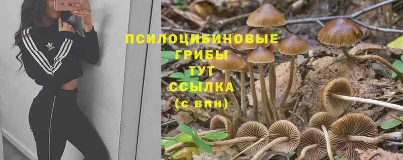 купить наркотики сайты  Микунь  Галлюциногенные грибы Magic Shrooms 